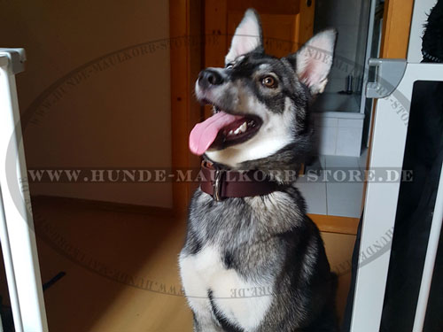 Schäferhund Hundehalsband aus Leder